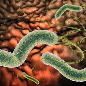 Pests in the body