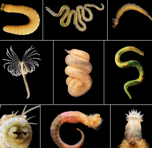 Types of helminth