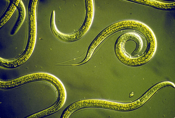 How to get rid of parasites without tablets