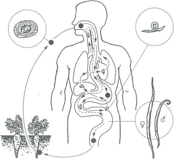 The main ways of penetrating pests into the human body