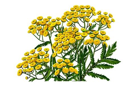 tansy for pest removal