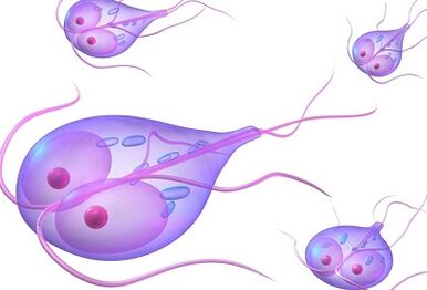 Types of pests in the human body