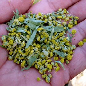 wormwood for parasites